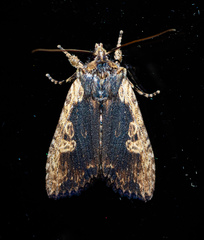 Lithophane hemina