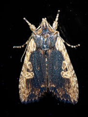 Lithophane hemina