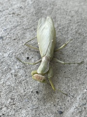 Hierodula transcaucasica