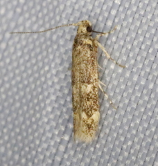 Trypanisma prudens
