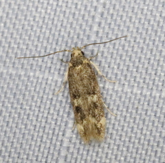 Trypanisma prudens
