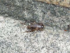 Loxoblemmus arietulus