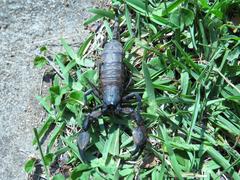 Cheloctonus intermedius