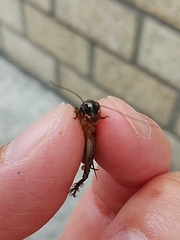 Loxoblemmus arietulus
