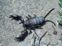 Cheloctonus intermedius