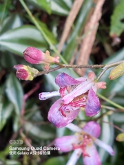Tricyrtis lasiocarpa