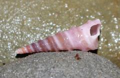 Turritella carinifera