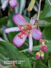 Tricyrtis lasiocarpa