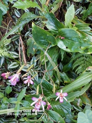 Tricyrtis lasiocarpa