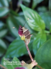Tricyrtis lasiocarpa