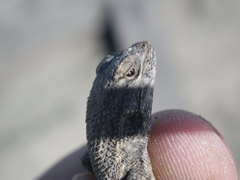 Sceloporus occidentalis occidentalis
