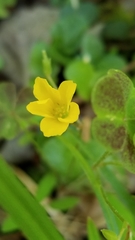Oxalis macrantha