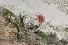 Aloe dhufarensis