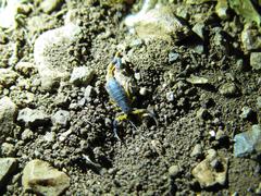 Uroplectes triangulifer