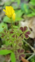 Oxalis macrantha