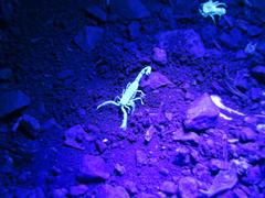 Uroplectes triangulifer
