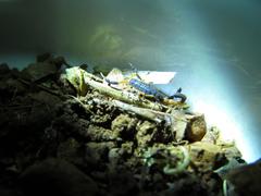 Uroplectes triangulifer
