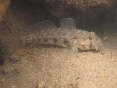 Gnatholepis anjerensis