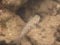 Gnatholepis anjerensis