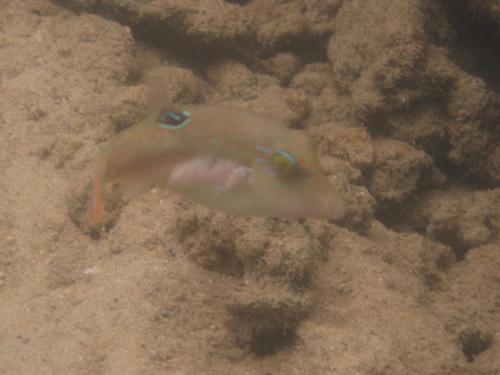 Canthigaster bennetti