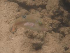 Canthigaster bennetti