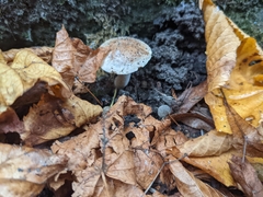 Fungi