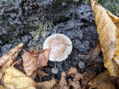 Fungi