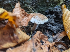 Fungi
