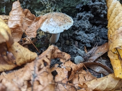 Fungi