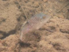 Canthigaster petersii