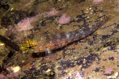 Gobius xanthocephalus