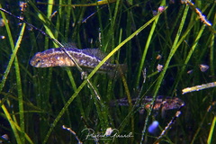 Gobius ophiocephalus