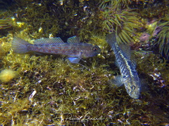 Gobius ophiocephalus