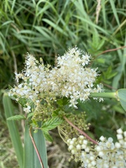 Filipendula ulmaria