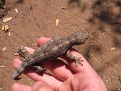 Homopholis walbergii