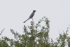 Hypocolius ampelinus