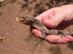 Homopholis walbergii