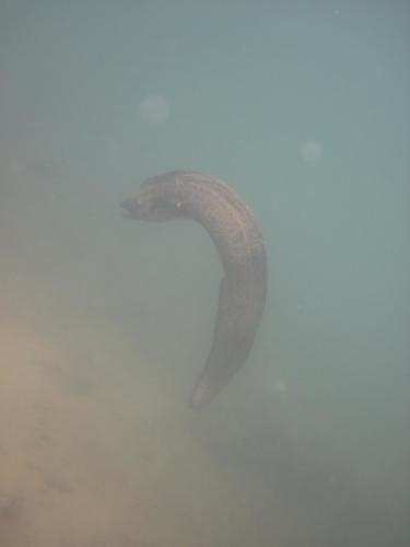Gymnothorax javanicus