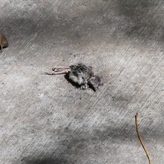 Junco hyemalis