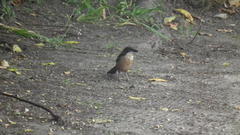 Laniarius ferrugineus ferrugineus