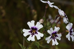 Jamesbrittenia racemosa