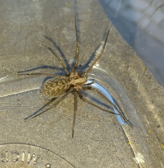Eratigena atrica