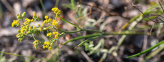 Bupleurum bicaule