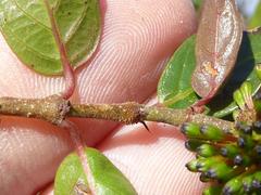 Cephalanthus natalensis