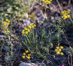 Bupleurum bicaule