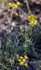 Bupleurum bicaule