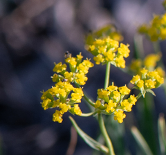 Bupleurum bicaule