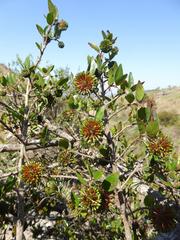 Cephalanthus natalensis