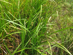 Sparganium androcladum