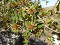 Cephalanthus natalensis